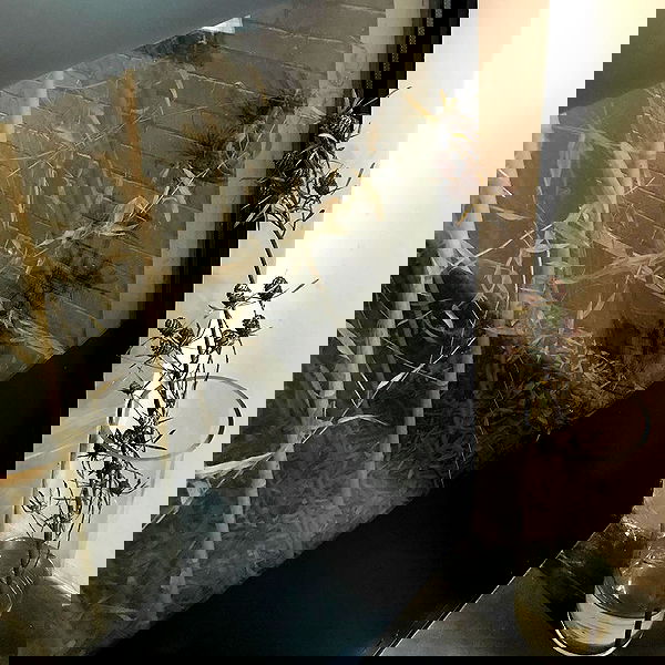 ywwyiiing image ~ Altpins