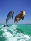 zaperwave Altpins Profile Picture