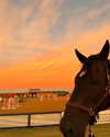 zenniahalbonetti Altpins Profile Picture