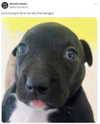 zira_merz Altpins Profile Picture