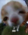 zira_merz Altpins Profile Picture