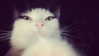 zmbigrl0_o Altpins Profile Picture