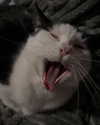 zmbigrl0_o Altpins Profile Picture