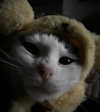 zmbigrl0_o Altpins Profile Picture