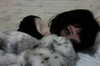 zmbigrl0_o Altpins Profile Picture