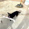 zoe.serena Altpins Profile Picture