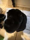 zoe.serena Altpins Profile Picture