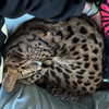 zoe.serena Altpins Profile Picture