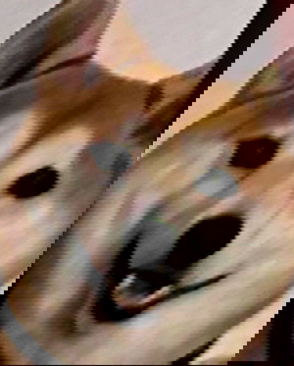 zommmbri image ~ Altpins