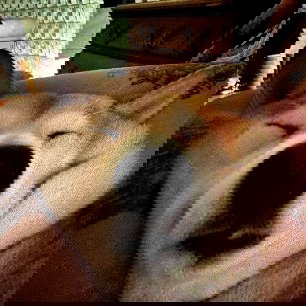 zommmbri image ~ Altpins