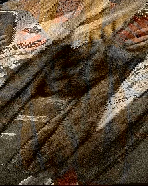 zommmbri image ~ Altpins