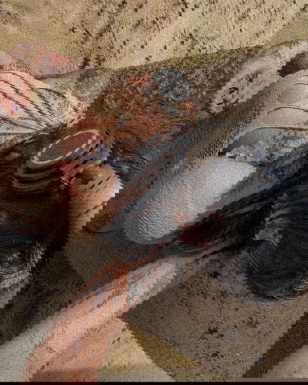 zommmbri image ~ Altpins