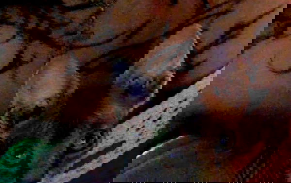 zommmbri image ~ Altpins