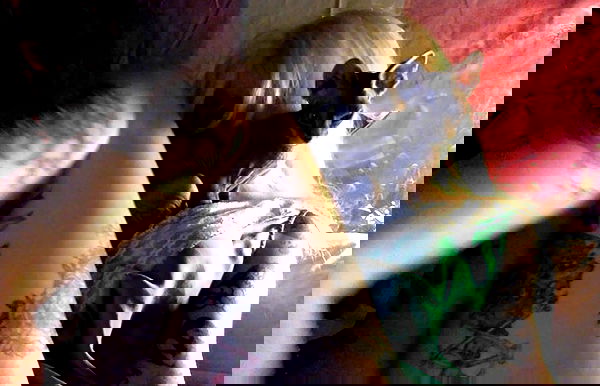 zommmbri image ~ Altpins