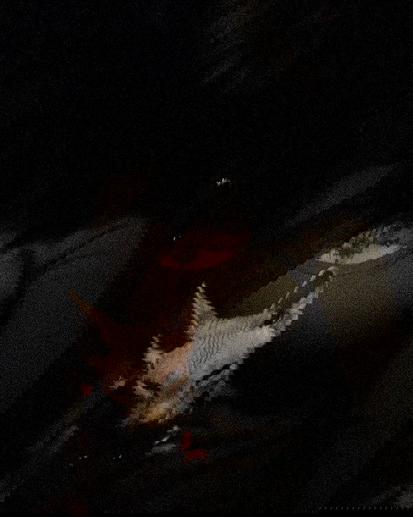 zommmbri image ~ Altpins