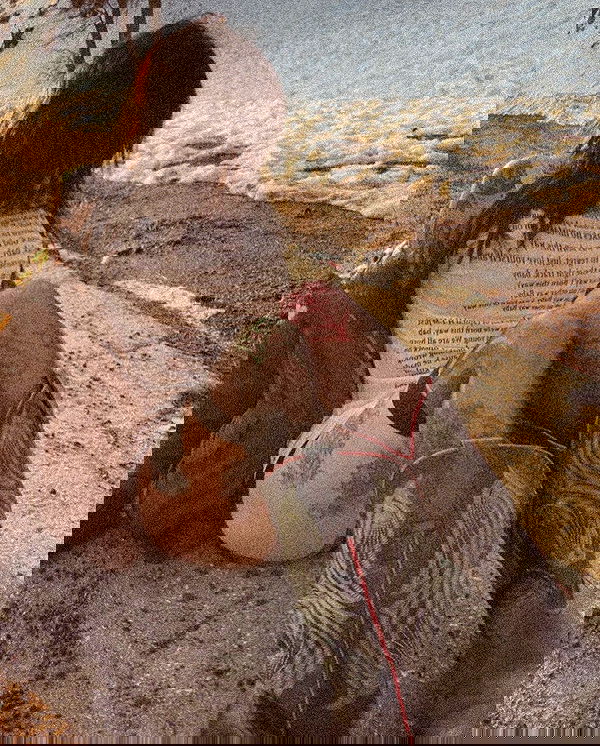 zommmbri image ~ Altpins