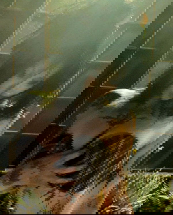 zommmbri image ~ Altpins