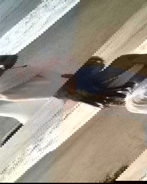 zommmbri image ~ Altpins