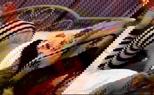 zommmbri image ~ Altpins