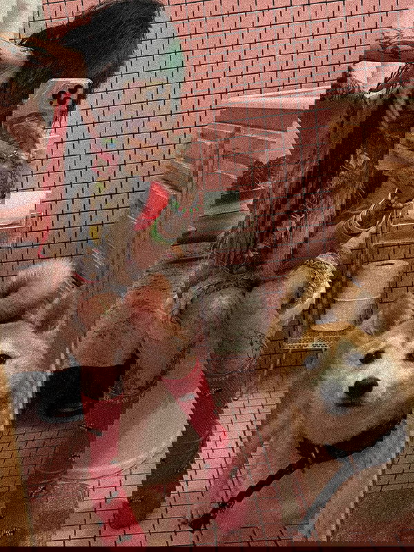 zommmbri image ~ Altpins