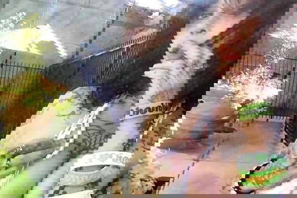 zommmbri image ~ Altpins