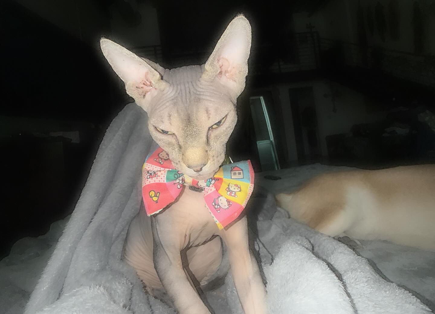 zommmbri instagram image archive image