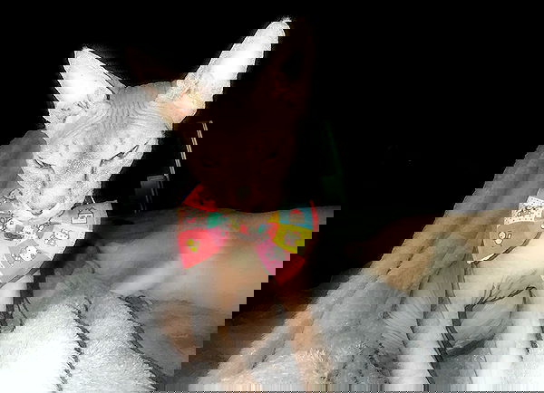 zommmbri image ~ Altpins