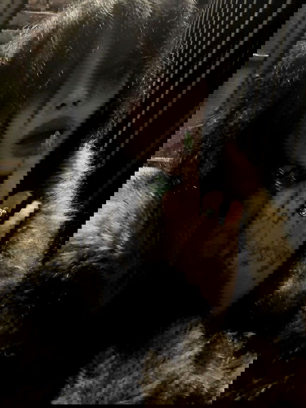 zommmbri image ~ Altpins