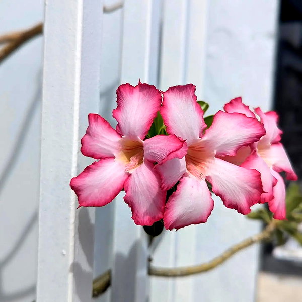 zz.eazoning instagram image archive image