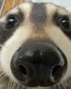zz.eazoning Altpins Profile Picture