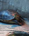 zz.eazoning Altpins Profile Picture