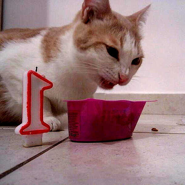 __koolkat_ __koolkat_ archive image