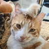__koolkat_ Altpins Profile Picture
