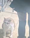 __koolkat_ Altpins Profile Picture