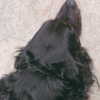 __yaheli_ Altpins Profile Picture