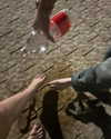 _alice__oo Altpins Profile Picture