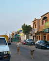_lironatias Altpins Profile Picture