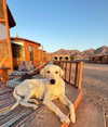 _lironatias Altpins Profile Picture