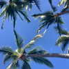_michaelanee Altpins Profile Picture