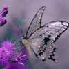 _michellemav_ Altpins Profile Picture