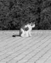 _monixque_ Altpins Profile Picture