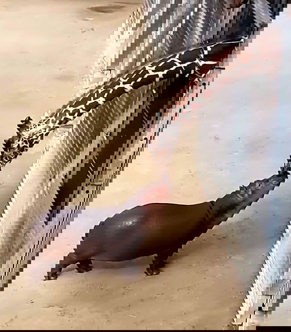 _tero._ image ~ Altpins