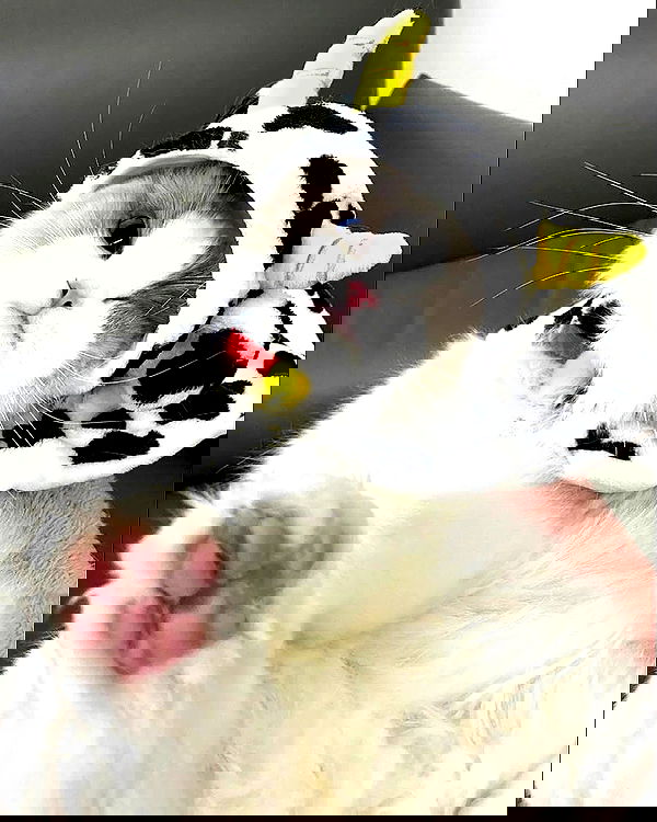 _tero._ image ~ Altpins