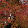 _xixiyx_ Altpins Profile Picture