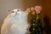 _xixiyx_ Altpins Profile Picture