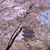_xixiyx_ Altpins Profile Picture