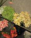 _xixiyx_ Altpins Profile Picture