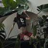 abbrrra Altpins Profile Picture