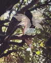 adel__s_ Altpins Profile Picture