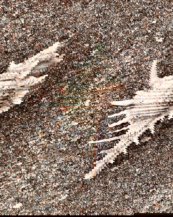 adellepisar adellepisar archive image